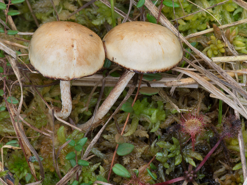 Pholiota henningsii